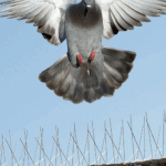 شركة تركيب طارد حمام